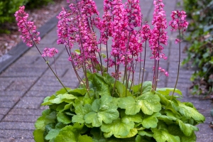 Heuchera 'Timeless Glow' 